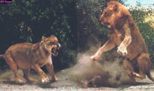 lionsfighting01