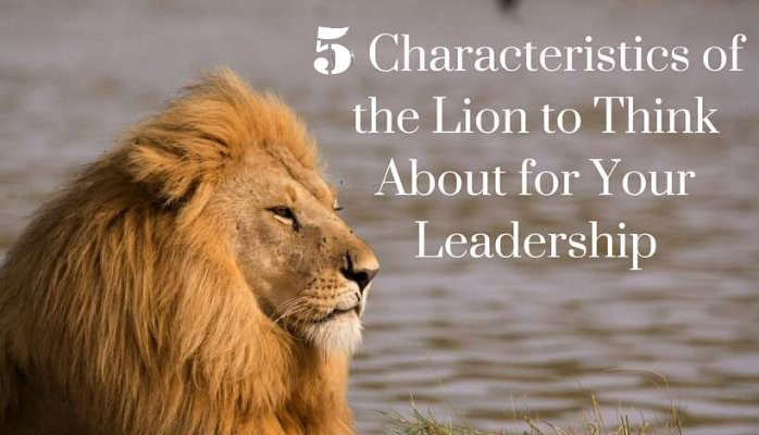 Leadership Qualities to Learn From a Lion – ISAAC AJISAFE